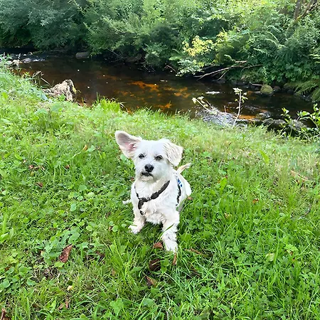 شقة Schwarzwaldhaus Zwink